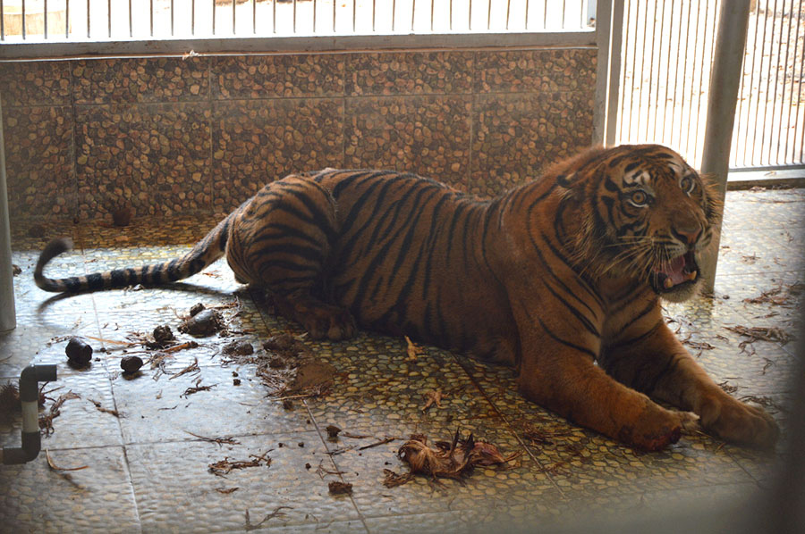 Luka Batua, Luka Hutan&nbsp;Sumatera