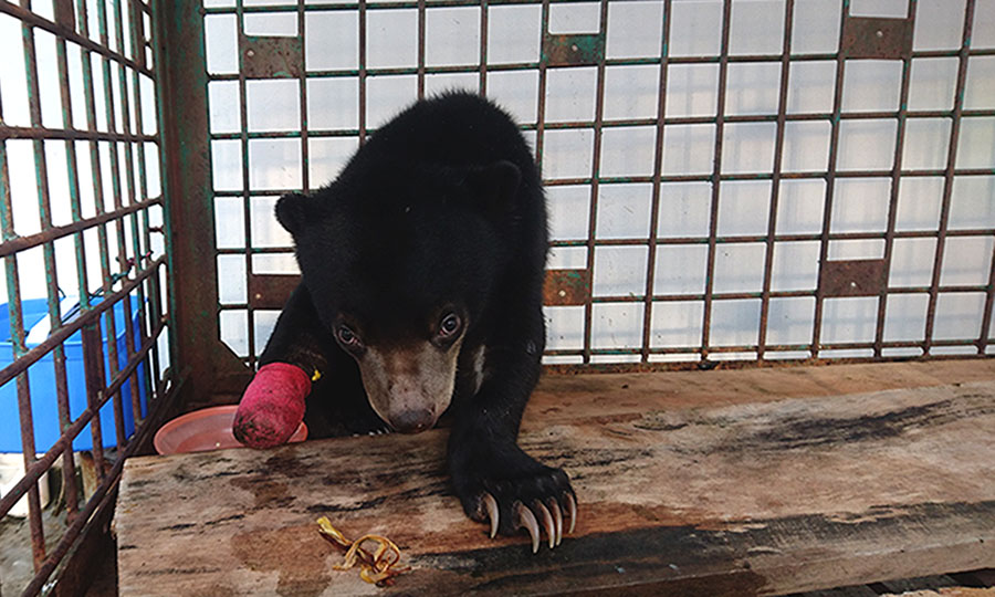 Tiga Kaki untuk Shasha, Satwa Identitas yang&nbsp;Terancam