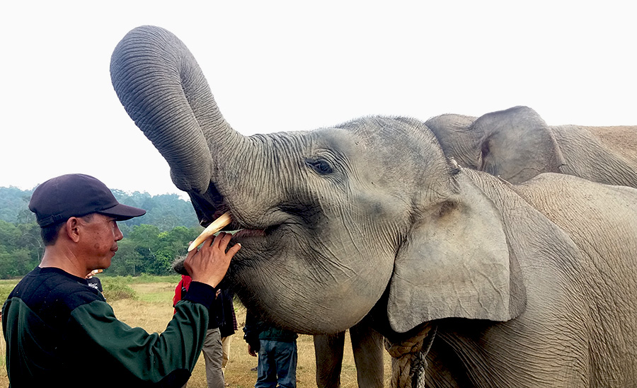 Ketika Bona Menjadi Asa&nbsp;Konservasi