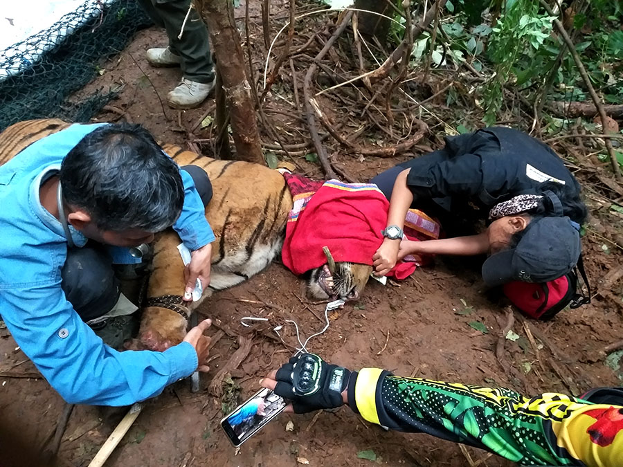 Harimau Tersandung Jerat Manusia