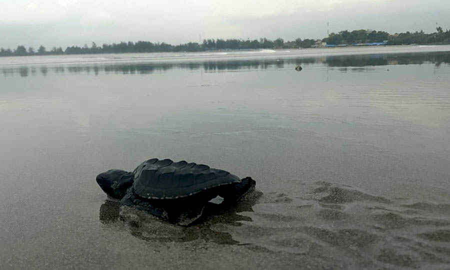 Ketika Lampu Mengusir Penyu dari&nbsp;Pantai
