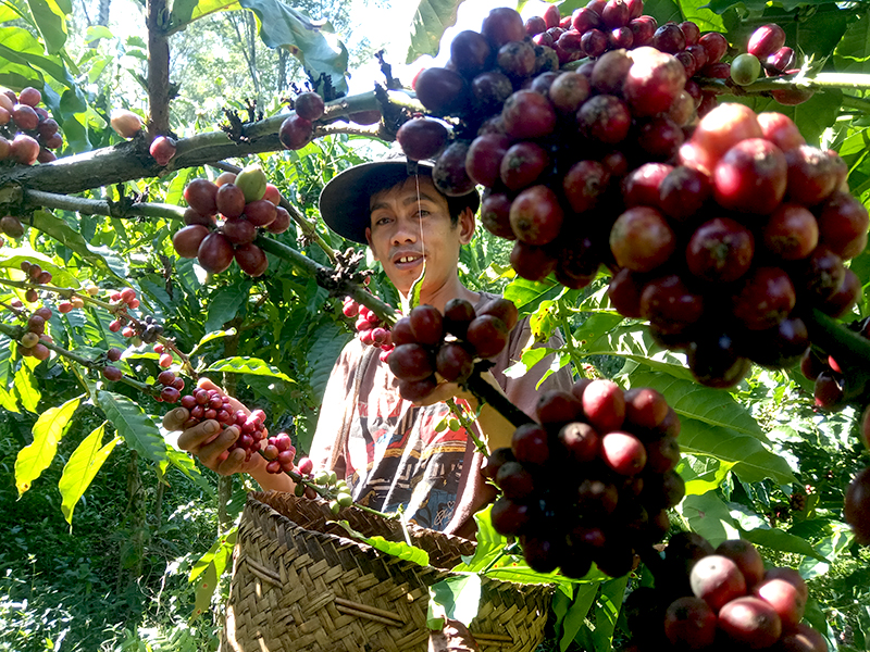 Bagaimana Riset Hortikultura dan Perkebunan Bisa Kurangi&nbsp;Emisi?