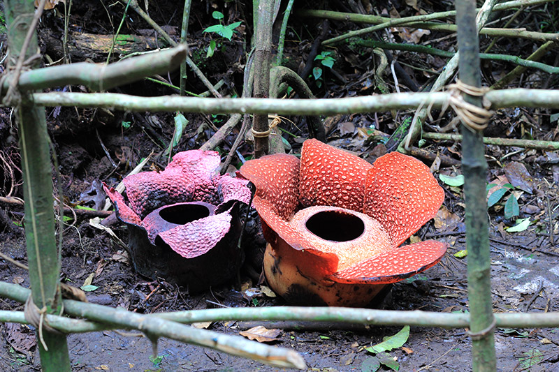 Rafflesia di Persimpangan Jalan – Bagian&nbsp;1