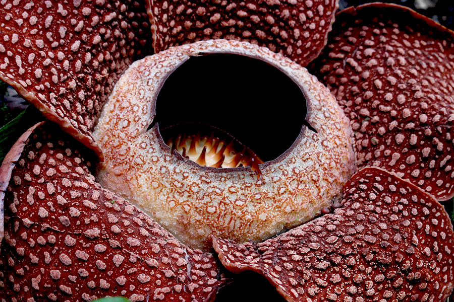 Rafflesia Menunggu Payung Hukum – Bagian&nbsp;2