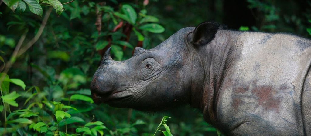 Operasi Merah Putih: Langkah Besar Selamatkan Badak Jawa dari Ambang&nbsp;Kepunahan