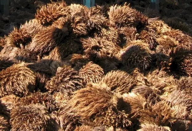 Limbah Sawit Jadi Bahan Superkapasitor, BRIN Dorong Inovasi Energi&nbsp;Bersih