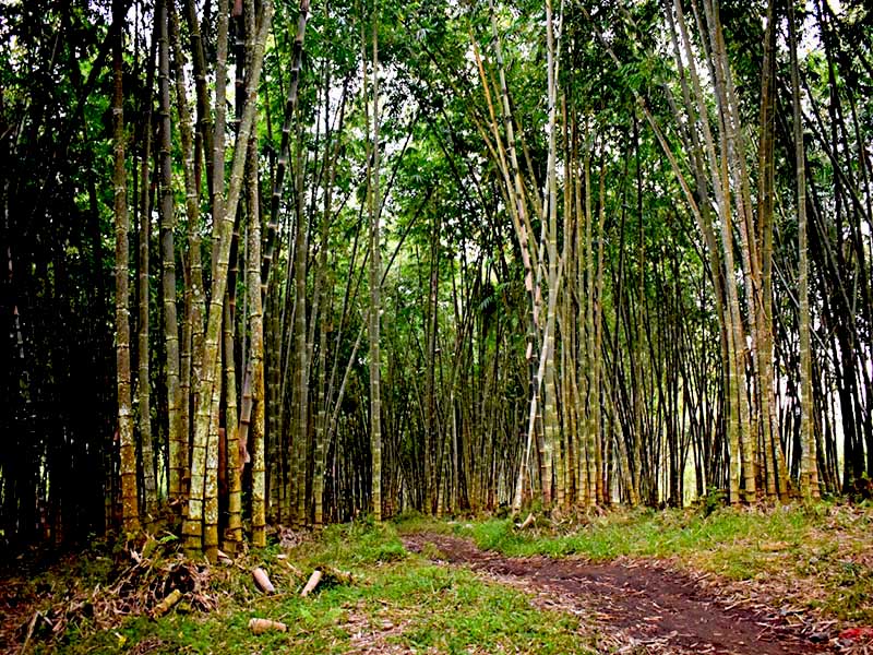 Bambu, Penjaga Air dari Lereng&nbsp;Bukit