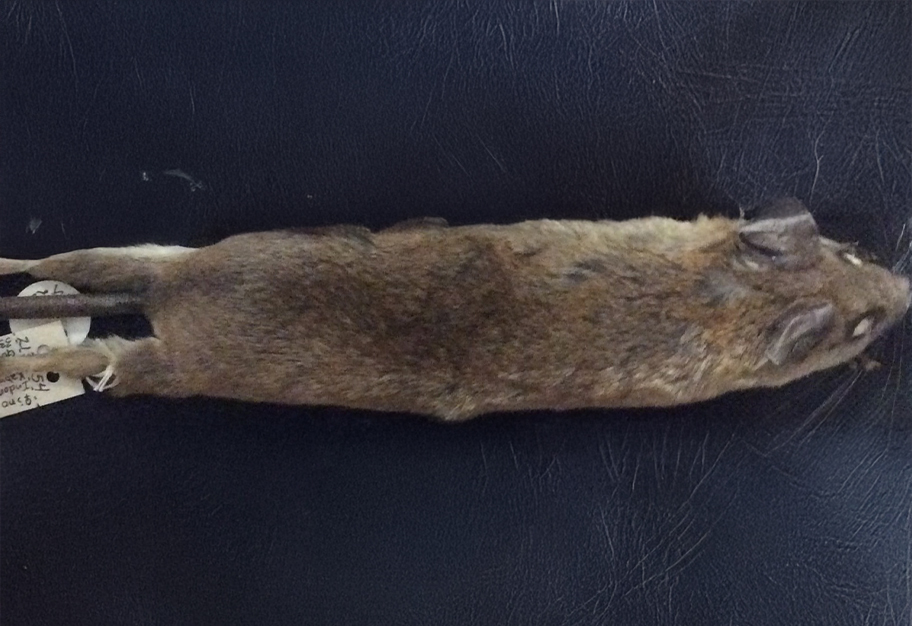 Crunomys tompotika, Tikus Hutan Baru dari Sulawesi&nbsp;Tengah