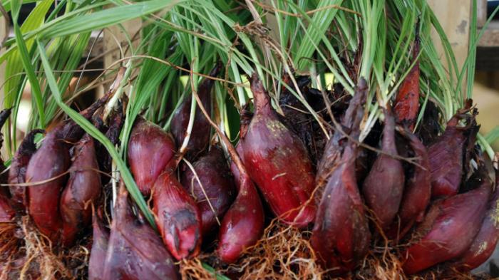 Ramuan Dayak Golik dari Perbatasan: Antara Doa, Daun, dan&nbsp;Identitas