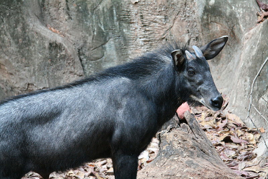 Kambing Hutan Sumatera, Si Penikmat Sepi di Bukit&nbsp;Barisan