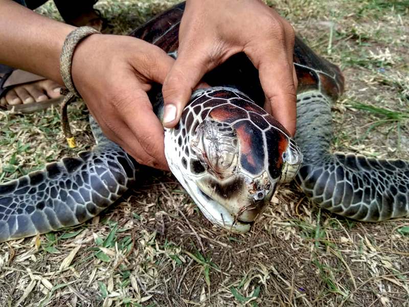 Ketika Laut Bengkulu Mengembalikan Bangkai&nbsp;Penyu