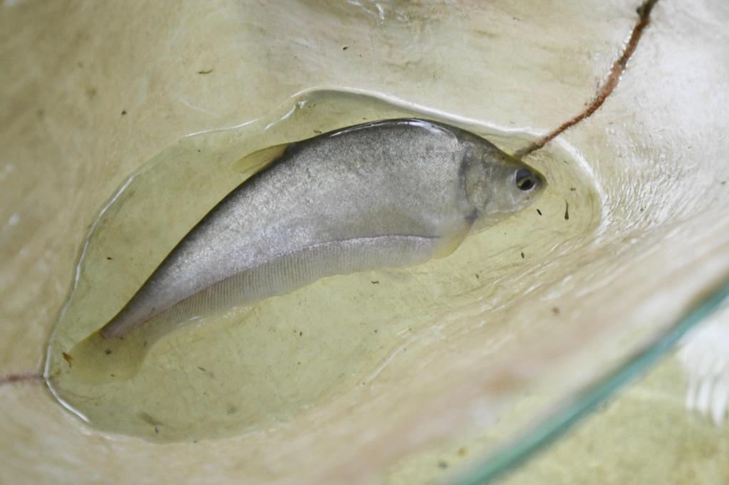 Pertamina Kilang Plaju Luncurkan Program Konservasi Ikan Belida&nbsp;Musi