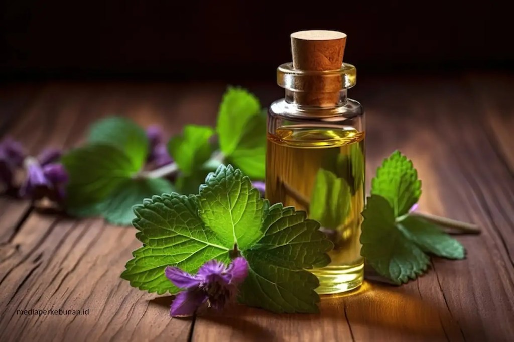 Nilam dari Aceh, Jejak Hilirisasi Riset yang Menembus Pasar&nbsp;Dunia