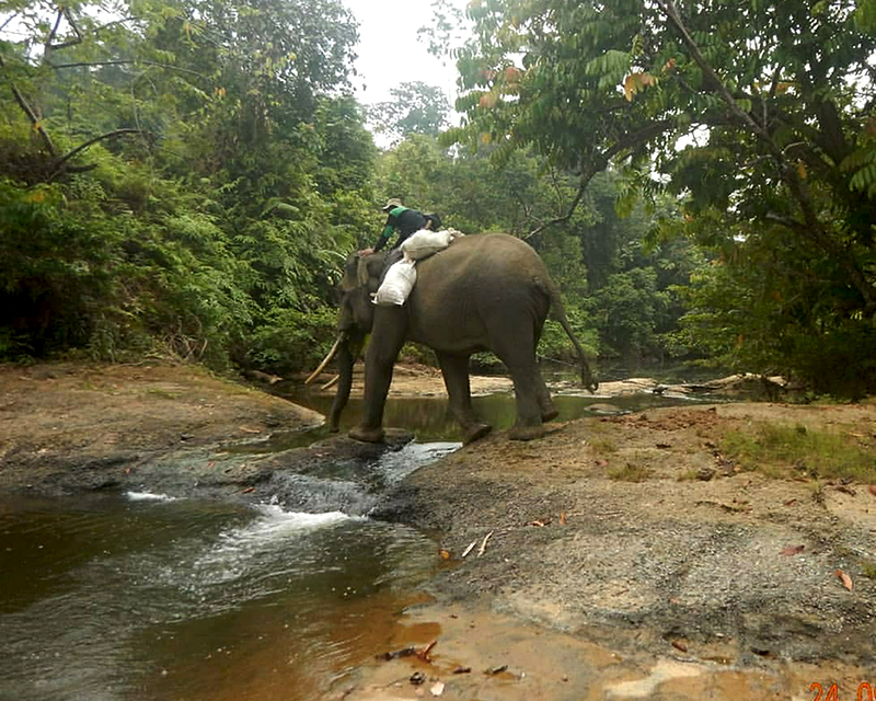 Bentang Alam Seblat, Rumah yang Kembali untuk Gajah Sumatera – Bagian&nbsp;1