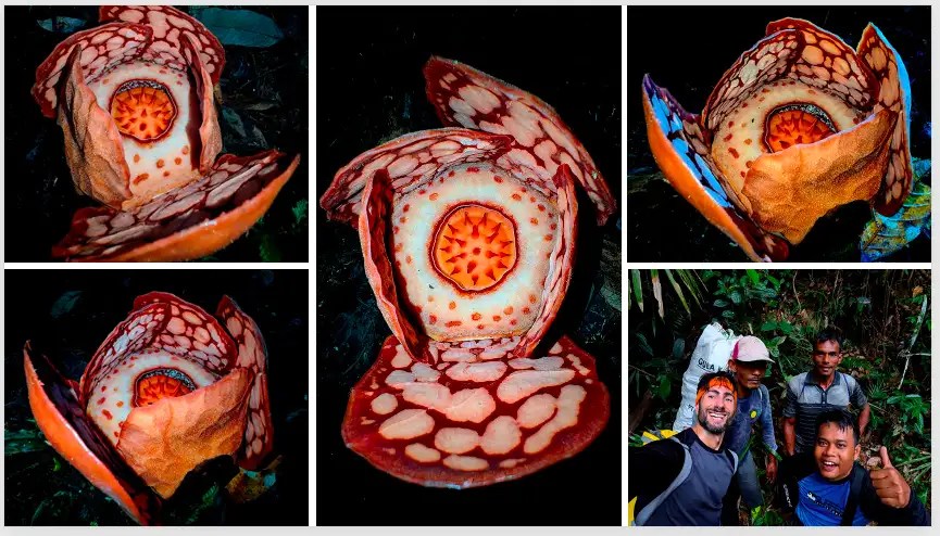 Riset BRIN Ungkap Temuan Penting Rafflesia hasseltii dan Dorong Konservasi Berbasis&nbsp;Masyarakat