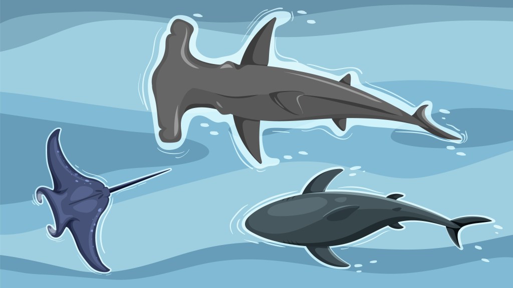 Populasi Hiu dan Pari di Indonesia Terus Menurun, Peneliti BRIN Soroti Tekanan Perdagangan dan Pentingnya Identifikasi&nbsp;Genetik