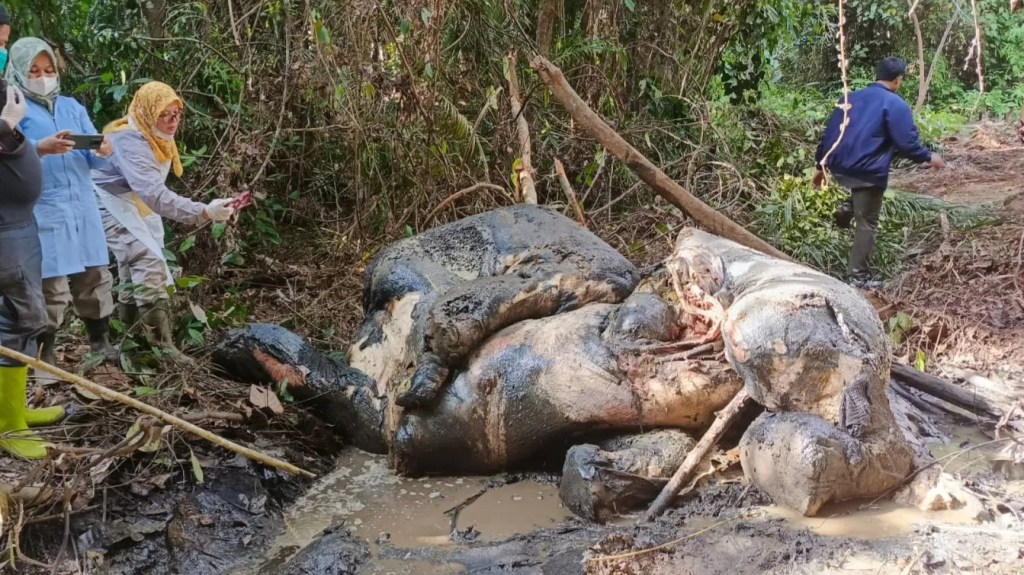 Bau Busuk dari Hutan Ukui, Jejak Kejahatan pada Gajah Tua&nbsp;Sumatera
