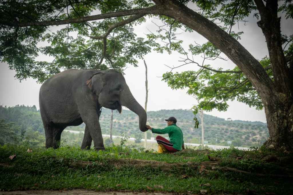 Harmoni di Tanah Balai Raja, Saat Sang Gajah dan Manusia Berbagi Ruang&nbsp;Kehidupan