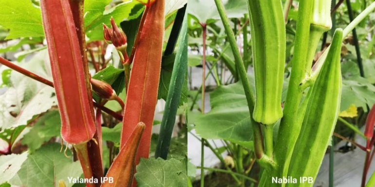 Kenalkan Yalanda dan Nabila, Dua Okra Lokal Unggulan dari&nbsp;IPB