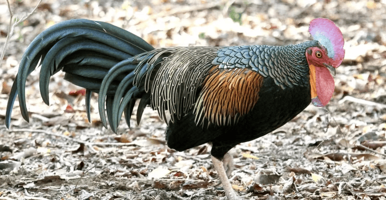 Bukan Sekadar Kehilangan Habitat, Ayam Hutan Terancam Erosi&nbsp;Genetik