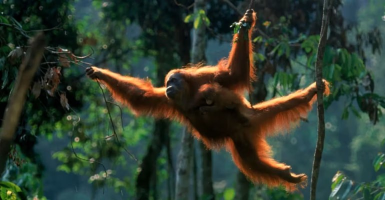 Populasi Orang Utan Sumatra Terus Menyusut