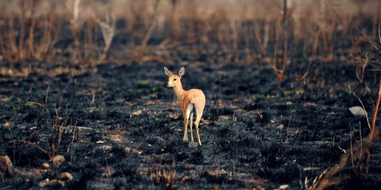 Karhutla Ancam Habitat Satwa Endemik di Sumatra dan Kalimantan