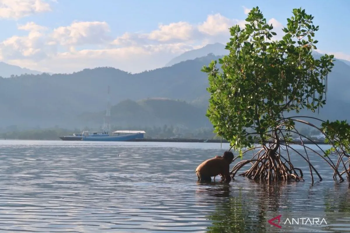 BRIN Kembangkan Sistem Peringatan Dini Deforestasi Mangrove Berbasis Satelit