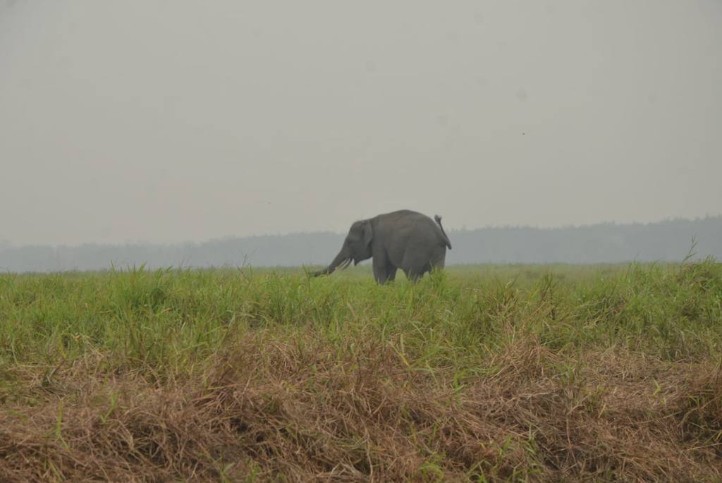 Bara di Suaka Gajah: Mempertanyakan Tanggung Jawab Otoritas dan Korporasi